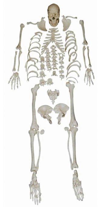 Disarticulated Skeleton with Skull- XC-130